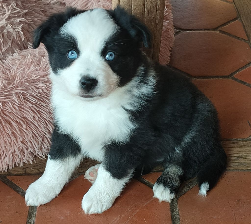 chiot Berger Américain Miniature  Du Chemin Des Sources