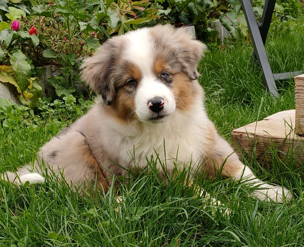 Athena Du Diamant Des Neiges