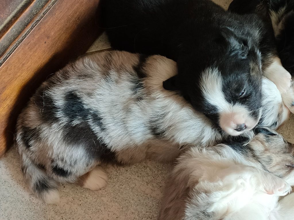 Du Chemin Des Sources - Chiots disponibles - Berger Américain Miniature 