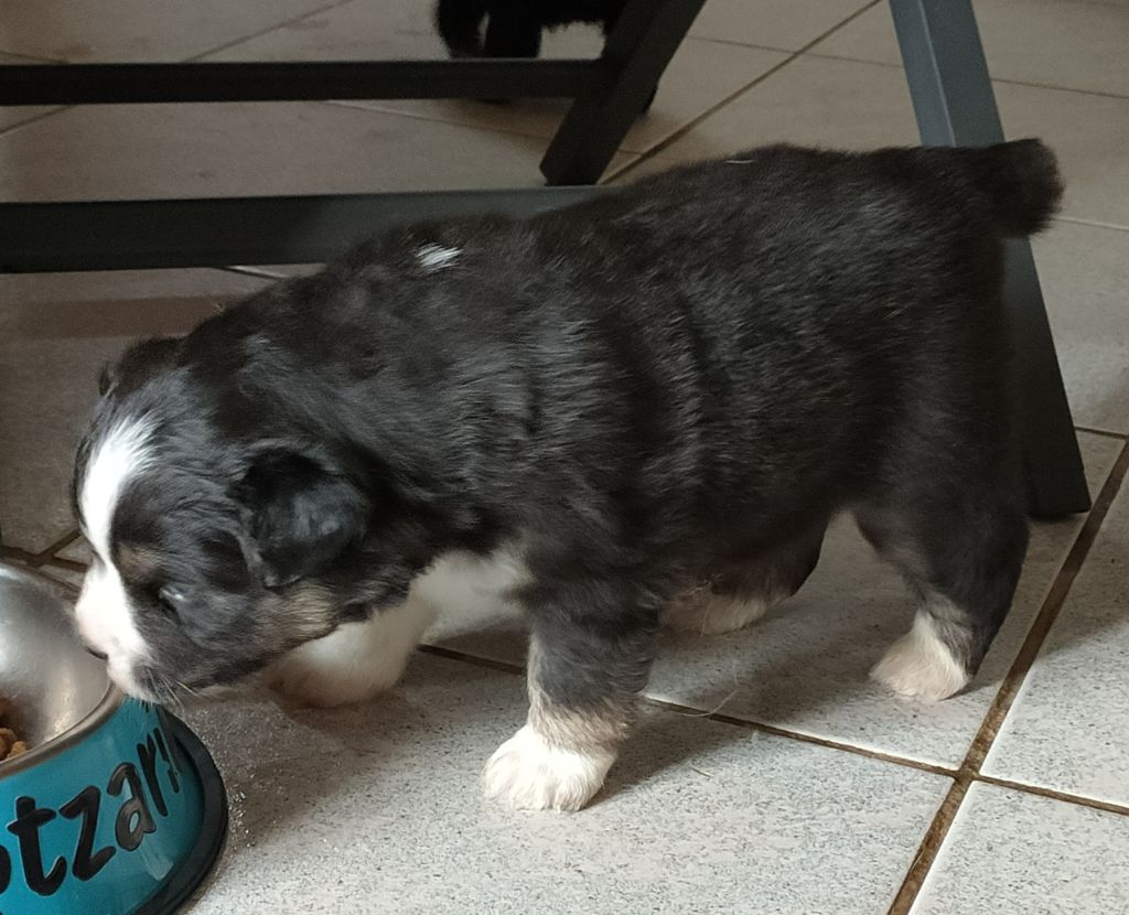 Du Chemin Des Sources - Chiots disponibles - Berger Américain Miniature 