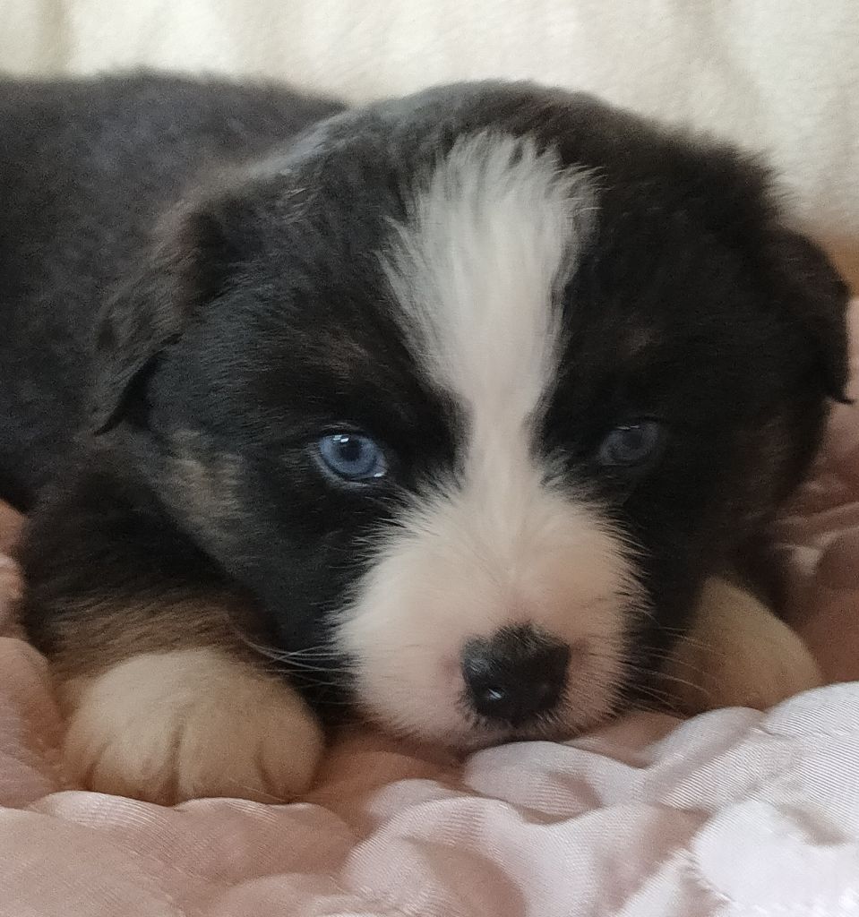 Du Chemin Des Sources - Chiots disponibles - Berger Américain Miniature 
