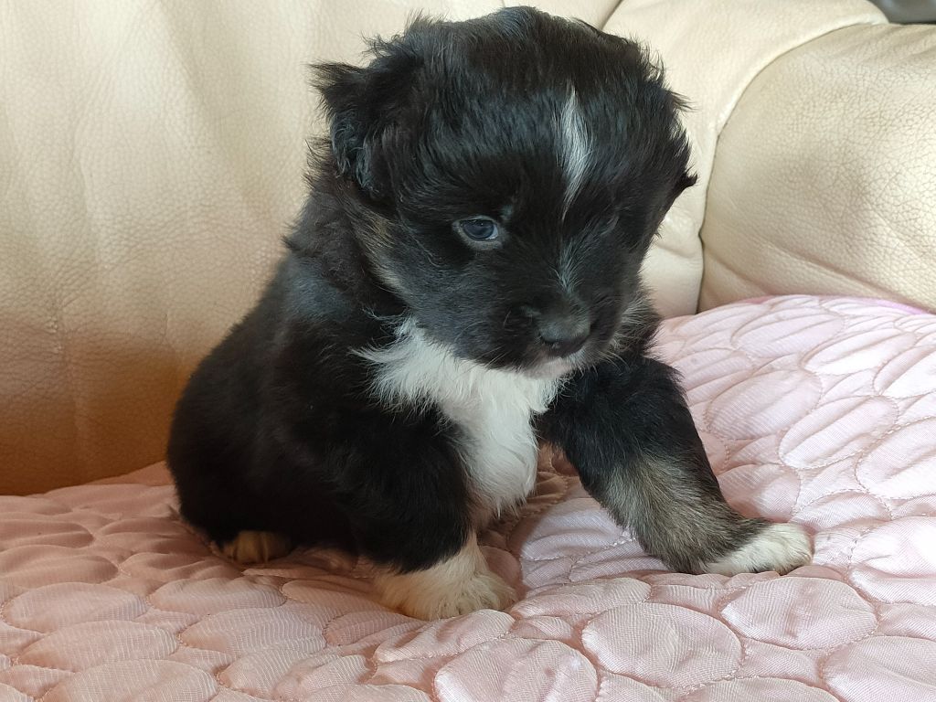 Du Chemin Des Sources - Chiots disponibles - Berger Américain Miniature 