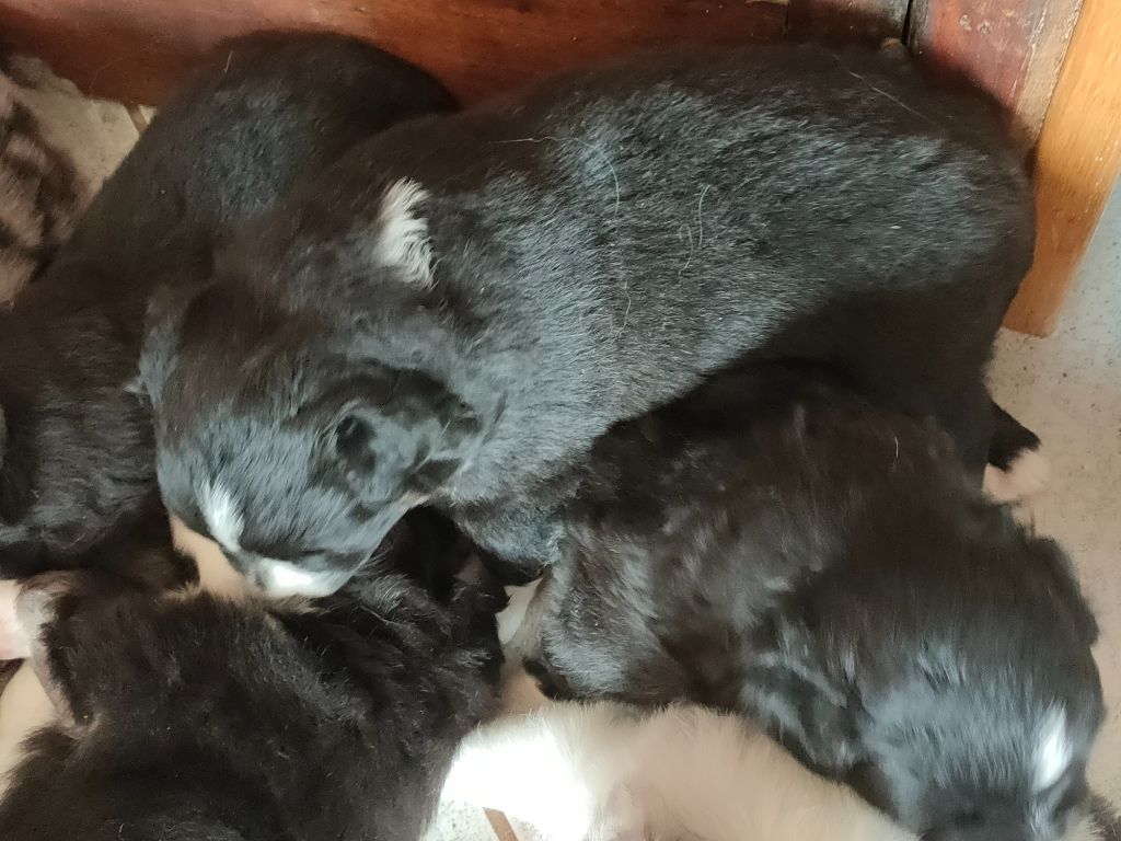 Du Chemin Des Sources - Chiots disponibles - Berger Américain Miniature 