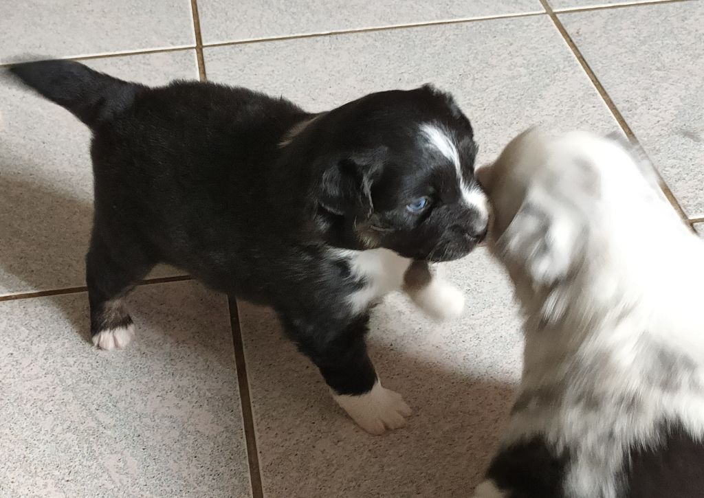Du Chemin Des Sources - Chiots disponibles - Berger Américain Miniature 