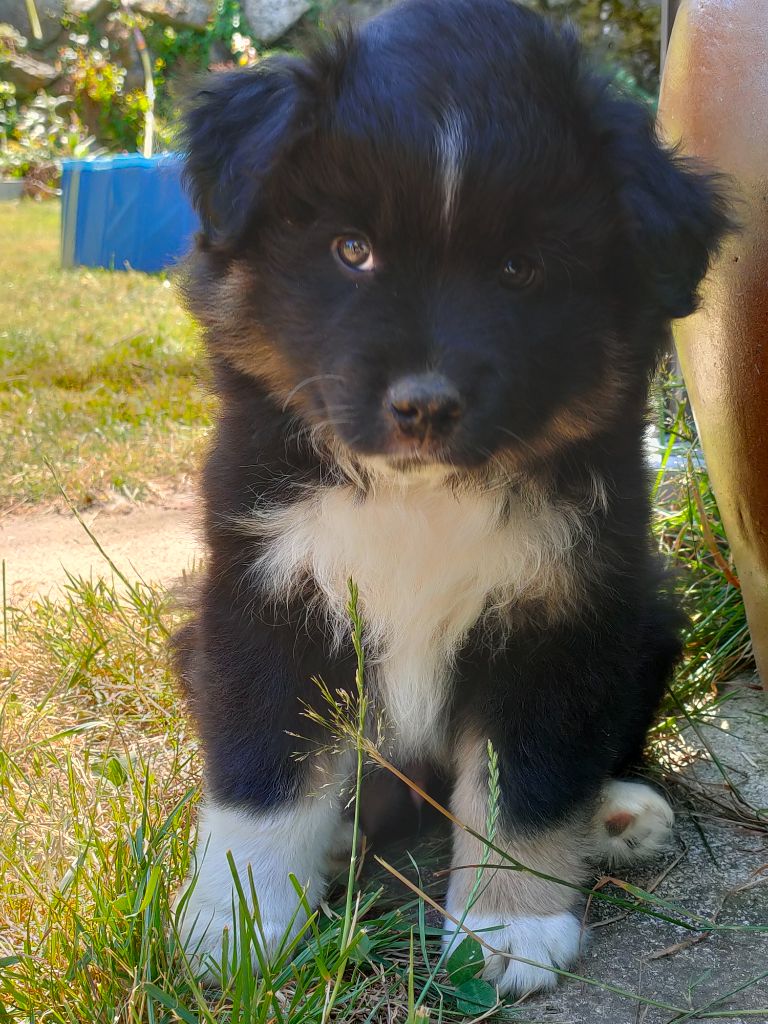 Du Chemin Des Sources - Chiots disponibles - Berger Américain Miniature 