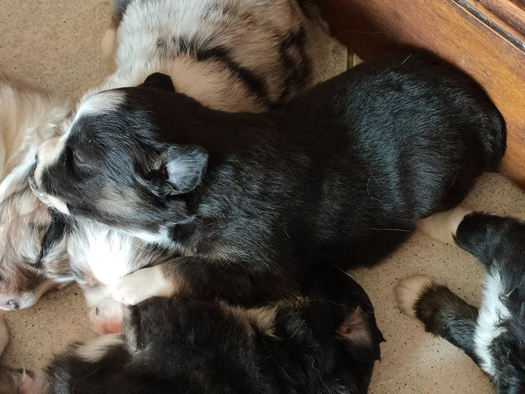 Du Chemin Des Sources - Chiots disponibles - Berger Américain Miniature 